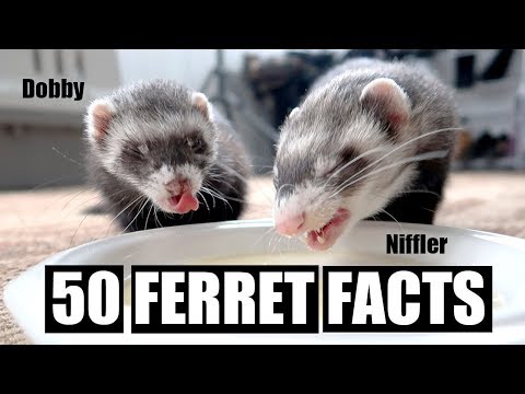 50 AMAZING FERRET FACTS