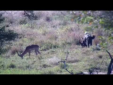 Djuma: Nyala bull and Impala - 15:01 - 08/06/2022