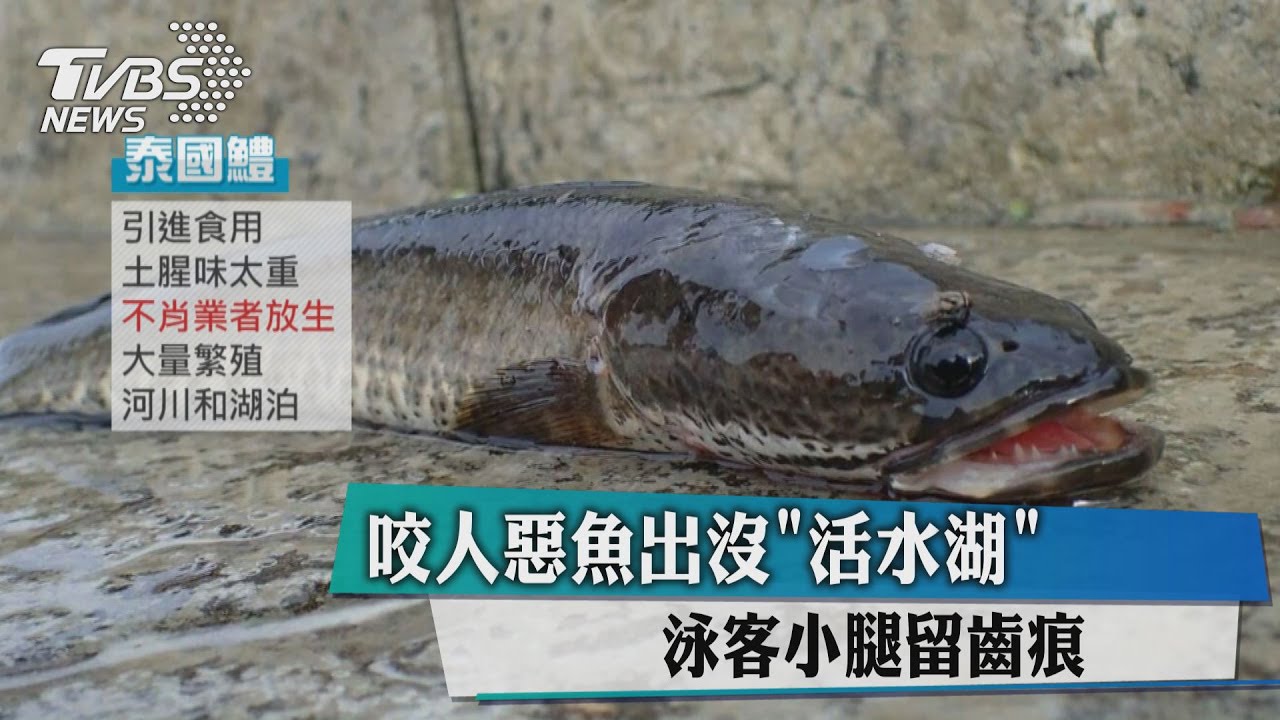 咬人惡魚出沒活水湖 泳客小腿留齒痕