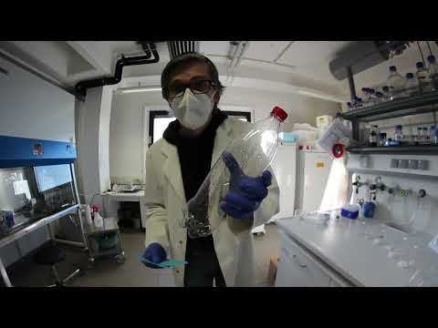 Enzymatic degradation of PET plastic with PHL7 in less than one day