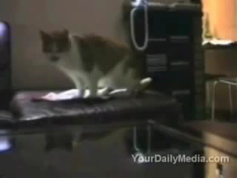 Nin Petit Video #3 Cat Singing Nirvana