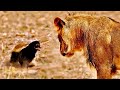 Why Honey Badgers Don't Fear God or Lions