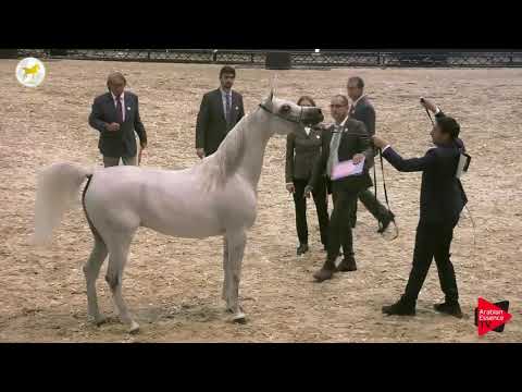 N.29 DURRAH AL WAAB - SEWC 2019 - 3 Years Old Fillies (Class 3)