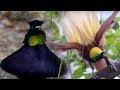 Bird Of Paradise Courtship Spectacle | Planet Earth | BBC Earth