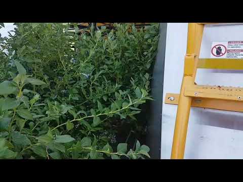 Bluecrop Blueberry Machine Harvest