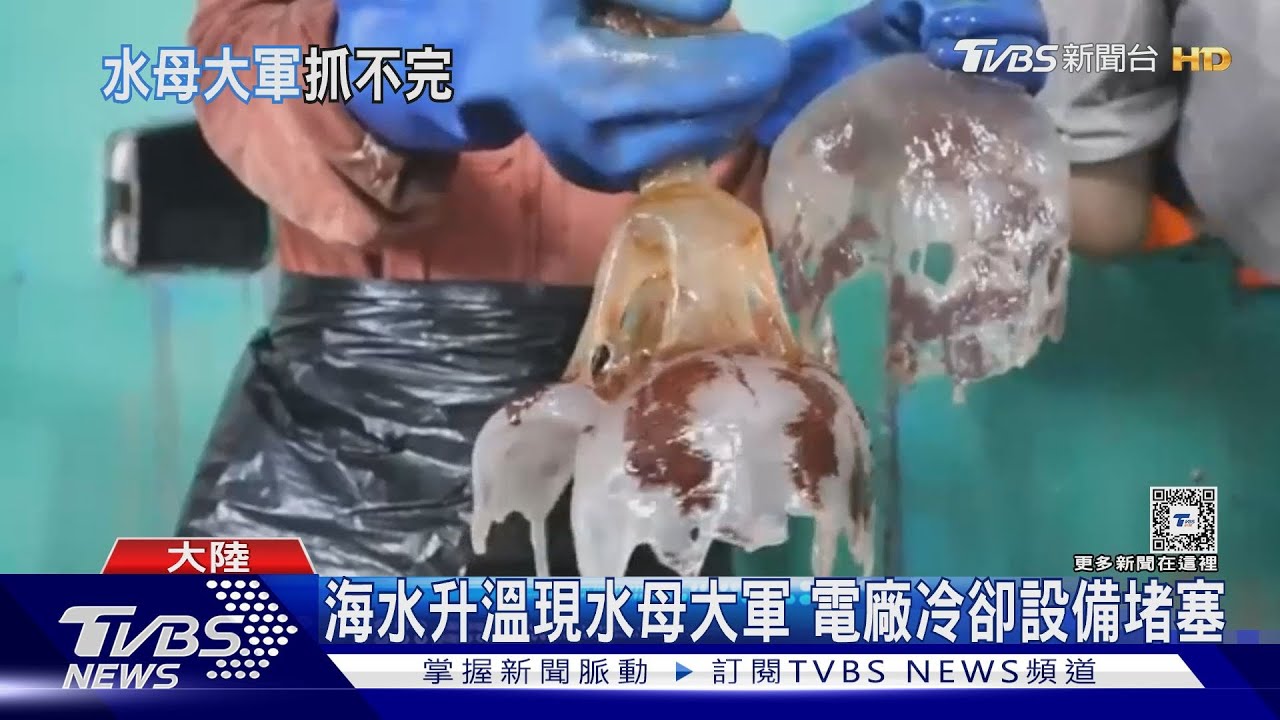 清不完 陸華東最大煤電廠遭遇水母災難