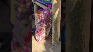 Download lagu Jol..langsung ningali kebonpanen deui dulurrr mp3