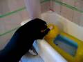 Pete Attacks Inflatable Duck