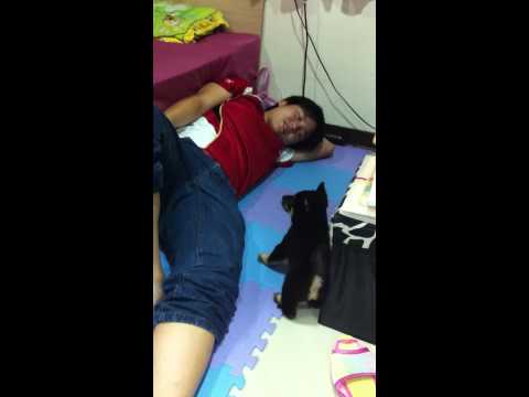 二個月多的喔喔吠~(原發表者:喔喔巴巴)(影片)