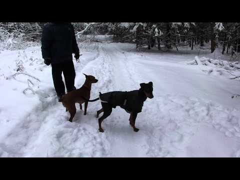 Goron vom Lotter Kreuz & Tim Spirit Zolotaya Zarina