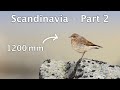 In Search Of Arctic Foxes And Photography With The 2x Converter
