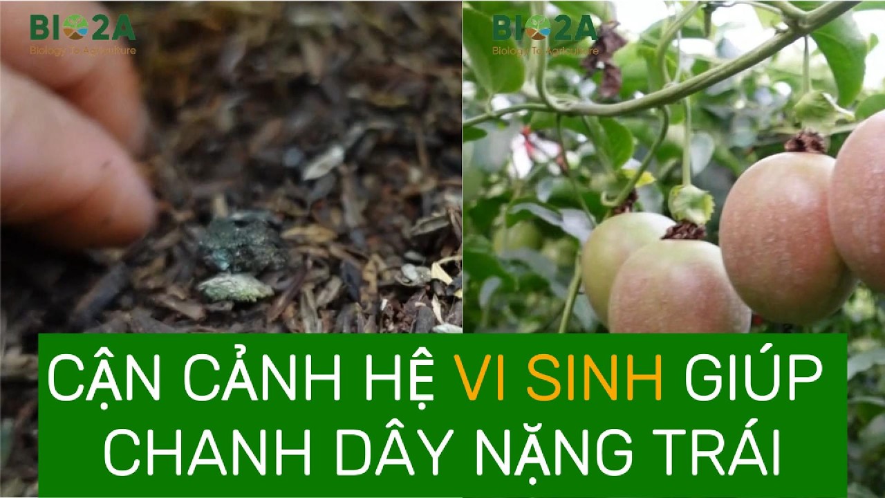CẬN CẢNH HỆ VI SINH "VÀNG" GIÚP CHANH DÂY NẶNG TRÁI
