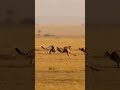 Cheetah Chasing Gazelle Animalvideos Shortvideo Animals