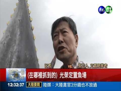 黑鮪魚誤闖魚場 業者直呼中樂透!