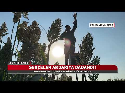 Kahramanmaraş’ta Tarlalarda İlginç Kuş Nöbeti! Çiftçiler Amfileri Son Ses Açtı