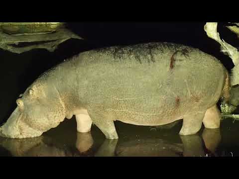 Djuma: Hippo with scratches on back comes to the pan - 03:19 - 06/30/19