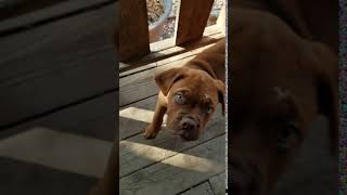 Dogue De Bordeaux Puppies Videos