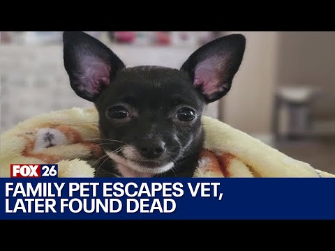 Family pet gets loose from vet, dies