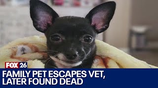 Family pet gets loose from vet, dies