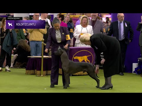 Xoloitzcuintli | Breed Judging 2025