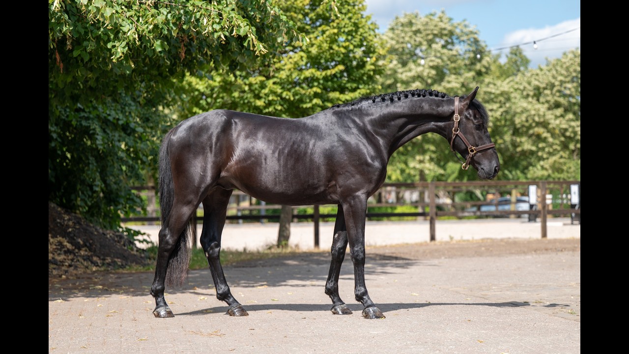 Quin of the Lowlands Z (QANTHAGO VAN'T HUKA x VOLTAIRE) video 1
