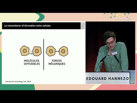 Vidéo Edouard HANNEZO : Transmission d‘information entre les cellules au cours du développement embryonnaire
