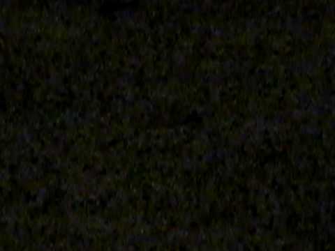 GECKO TAiL STiLl MOVING WiTHOUT A HEAD** [[ zhapini ]]