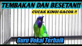 Download lagu Masteran Cucak Kinoi Full Isian Tembakan Dan Besetan Suara Jernih 100% Ampuh | Masteran Juara!!! mp3