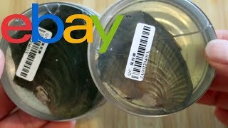 Opening an eBay pearl oyster