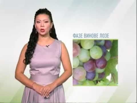 Zelena prognoza 15.8.2014. - Stanje u zasadima vinove loze