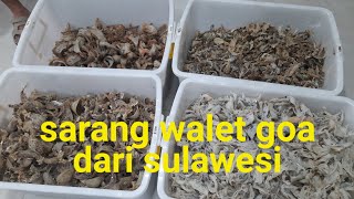 Download lagu Sarang walet goa kiriman dari sulawesi,proses jual beli mp3