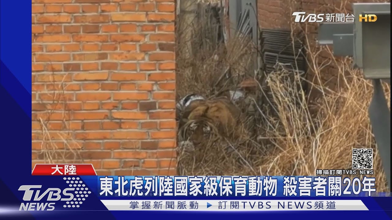 東北虎下山入村!擊破車窗、傷人 5針麻醉結束15小時驚魂