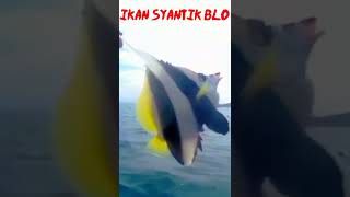Download lagu Panas...⁉️Kipasin Pakai Ikan‼️Mancing Ikan🐟#shorts #ytshorts mp3 Download lagu Panas...⁉️Kipasin Pakai Ikan‼️Mancing Ikan🐟#shorts #ytshorts mp3