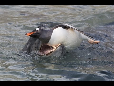 Funny animals cartoons - Penguin and Seal vs Shark