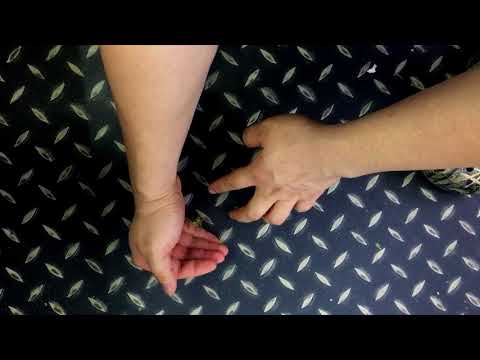 Hyllus Diardi Jumping on hand