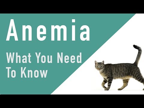 Anemia - What You Need to Know