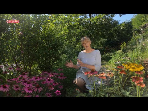 Škola vrtlarstva - želite li cvjetove cijeloga ljeta, posadite Ehinaceu