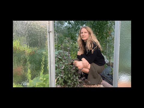 Gartenrundgang September 2023: Lila Tomatillo, Erdbirne & endlich Winterrettich