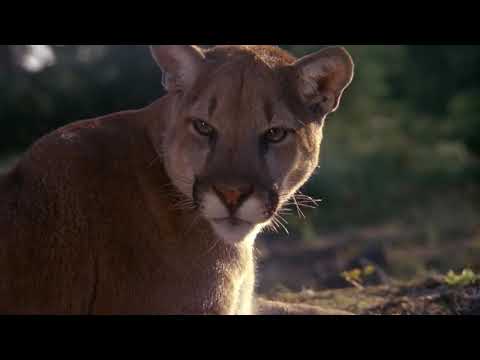 benji the hunted (1987) - ending