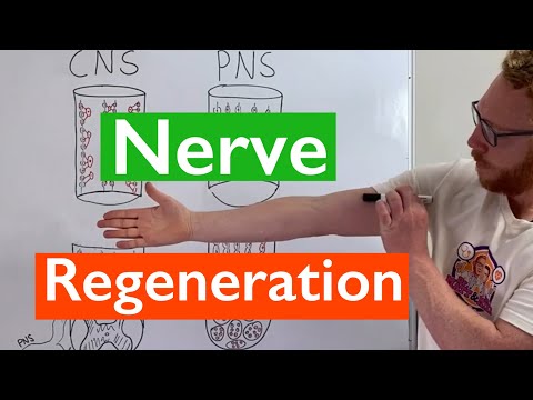 Nerve Regeneration | Spinal Cord vs Peripheral Nerves