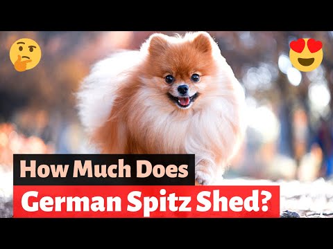 German Spitz: What you need to know about this Pomeranian Look-a-like?