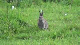 preview picture of video 'Rabbits in Cotswold! Happy Easter!'