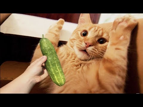 Cucumber is a nightmare for cats |  Cats Vs Cucumbers | Funny Pet Reaction