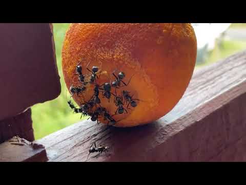 World’s SMALLEST Orange Juicers!