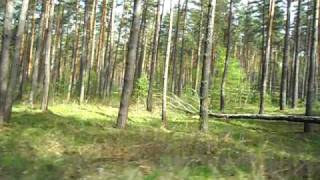 preview picture of video 'Bus trip Müritz National Park'