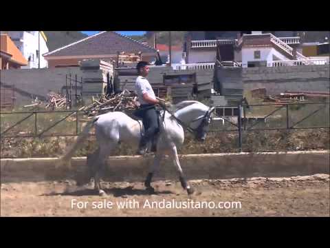 PRE stallion schooled in dressage