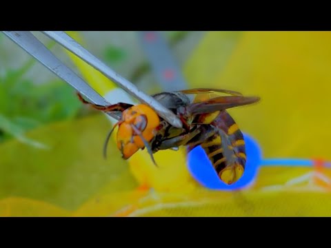 Don't Murder the Murder Hornet Queen