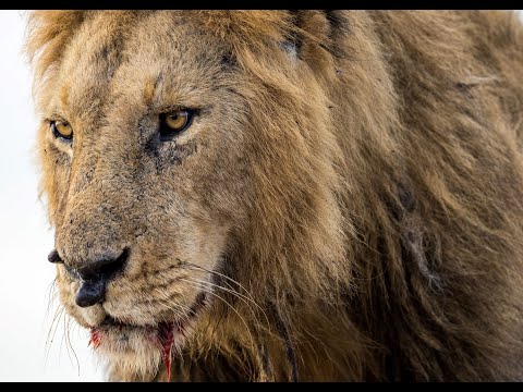 Africa - Toto (Cover) Eli Levin