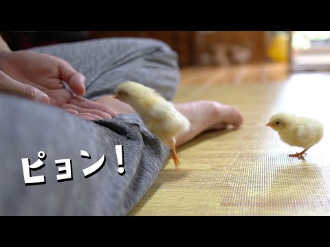 鶏とひよこ