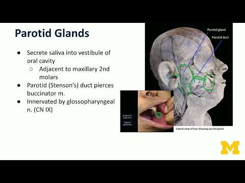 Accessory Organs of the Oral Cavity